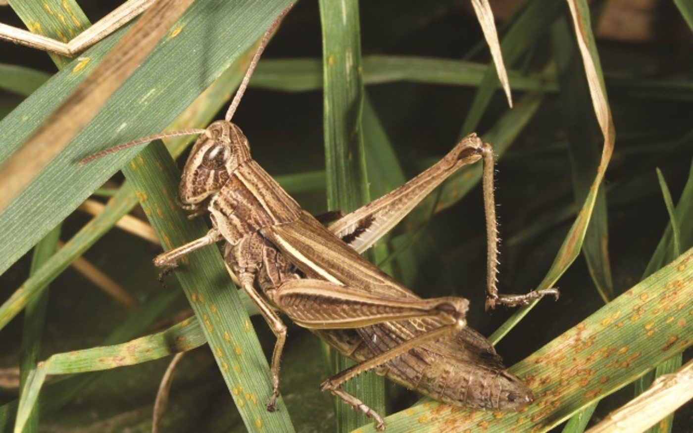 Female Lesser Marsh Grasshopper, Chorthippus albomarginatus
